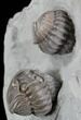 Pair of Large, Enrolled Flexicalymene Trilobites - Ohio #40679-4